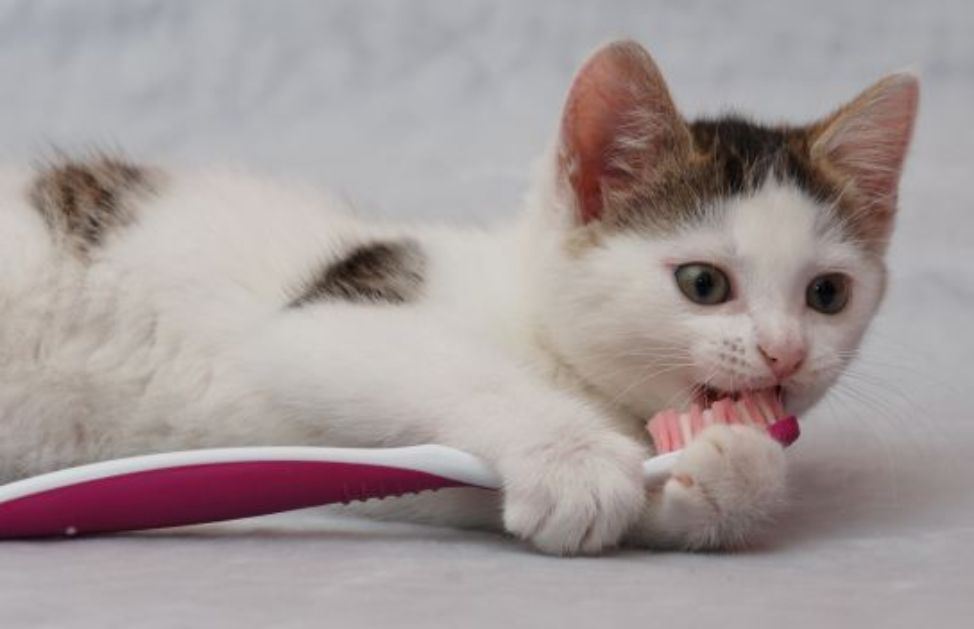 Dentifricio per gatti: perché è così importante - 3