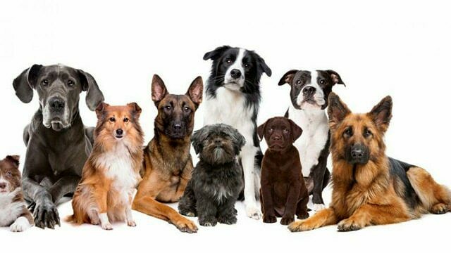 Perché il Test Dna per Cani è Essenziale per la Salute del Tuo Animale - 3