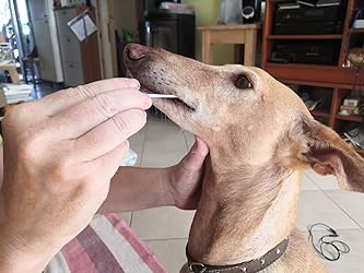 Perché il Test Dna per Cani è Essenziale per la Salute del Tuo Animale - 9